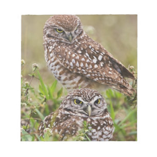 Kaninchenkauz, Athene cunicularia, Cape Coral, Notizblock