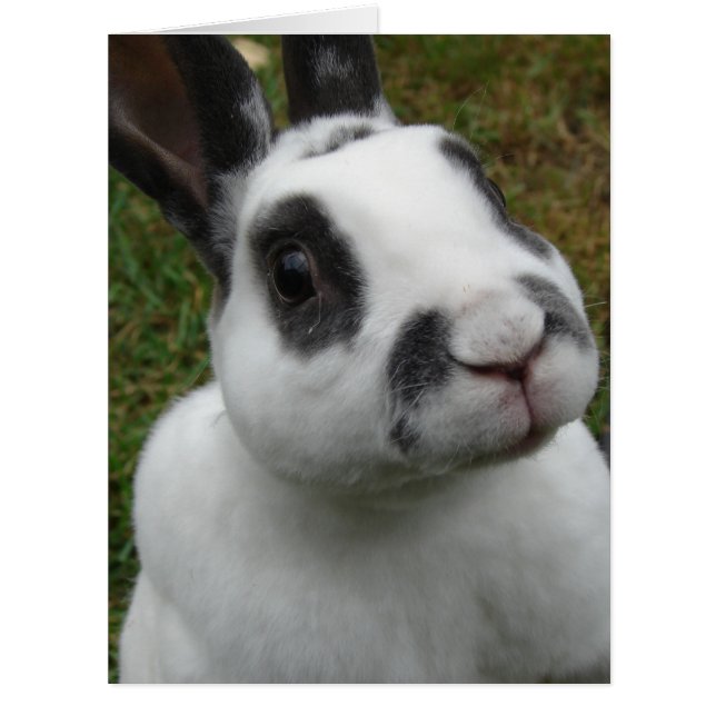 Kaninchenleere im Inneren von jeden Anlässen (Vorderseite)