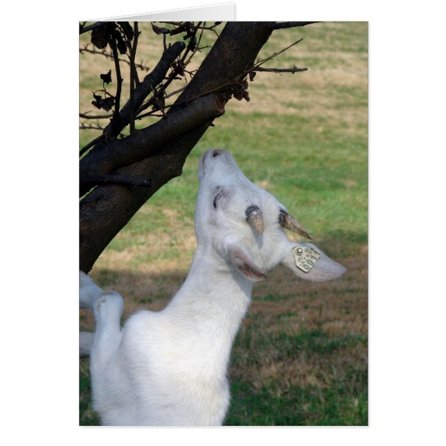 Kann ich diesen Baum klettern? (Vorne)