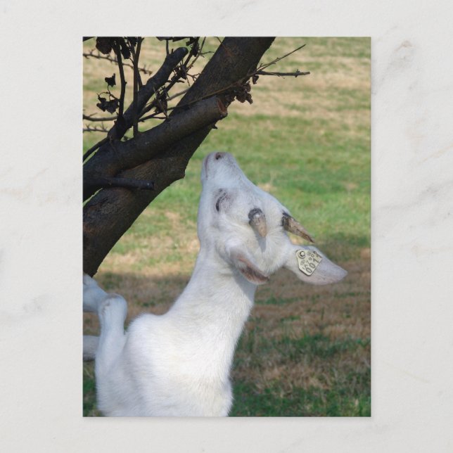 Kann ich diesen Baum klettern? Postkarte (Vorderseite)