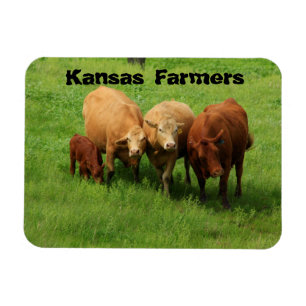 Kansas Bauern Cows Magnet