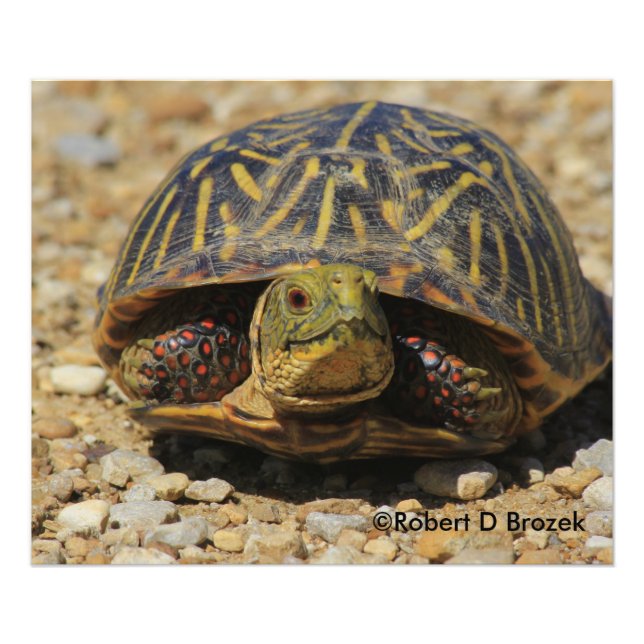 Kansas Box Shell Turtle Photo élargissement (Devant)