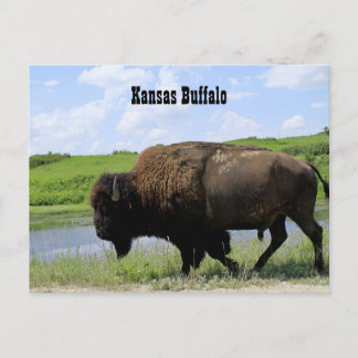Kansas Büffel Maxwell Wildlife Refuge Postkarte