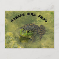 Kansas Bull Frog schuss POST-KARTE