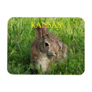 Kansas Bunny Rabbit Magnet