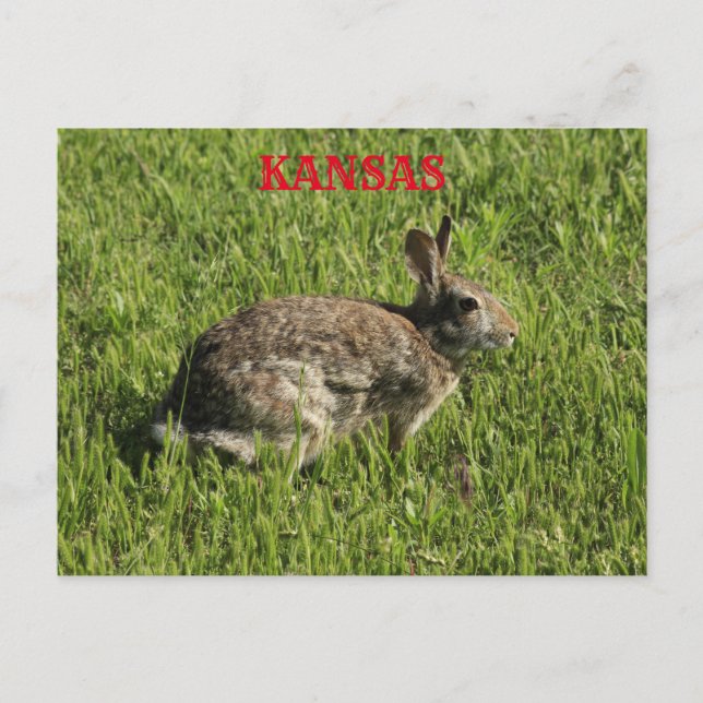 Kansas Bunny Rabbit schließen Postkarte. Postkarte (Vorderseite)