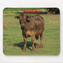 Kansas Country Cow