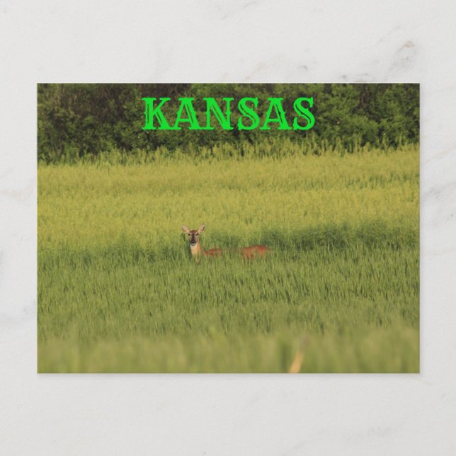 Kansas Deer dans une carte postale de blé. (Devant)