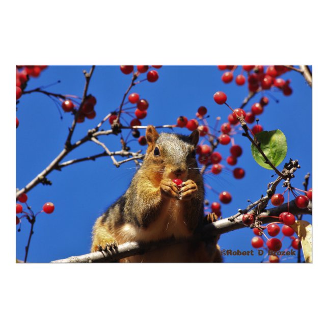 Kansas Fox Schwanz Eichhörnchen Foto Poster. (Vorne)