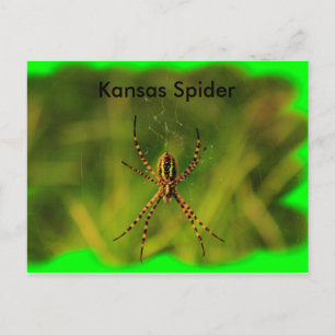 Kansas Garden Spider POST CARD Postkarte