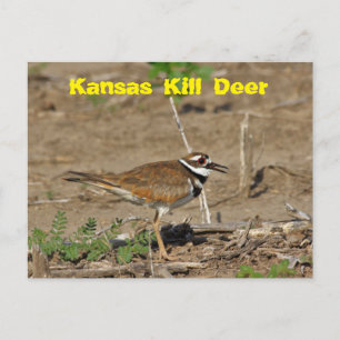 Kansas Kill Deer dans une CARTE POST.