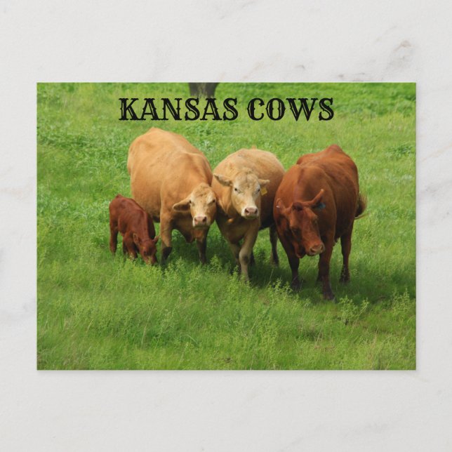 Kansas Kühe draußen in der Länderpost-Karte Postkarte (Vorderseite)