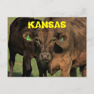 Kansas Kühe in einer Weidepostkarte. Postkarte