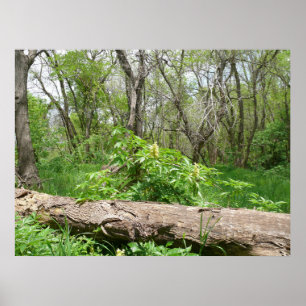Kansas Landschaft Poster