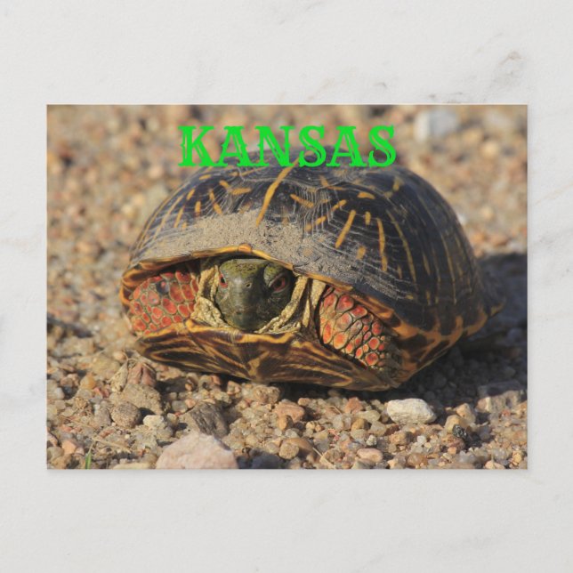 Kansas Male Box Muschel Schildkröte Postkarte (Vorderseite)