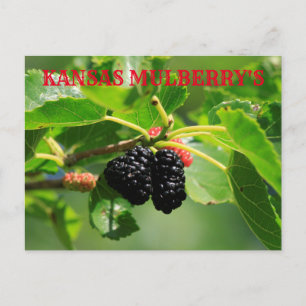 Kansas Mulberry's Closeup Post Card Postkarte