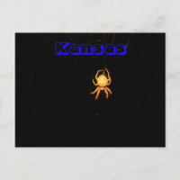Kansas Orb Weaver Spider Post Card