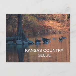 KANSAS PAYS GEESE Carte postale