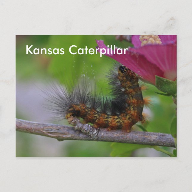 Kansas-Raupe schließt POST-KARTE ab Postkarte (Vorderseite)