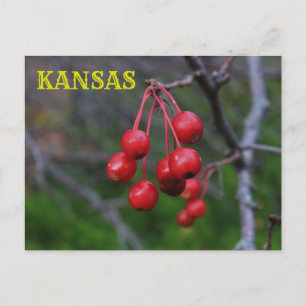 Kansas Red Berries schließen Postkarte