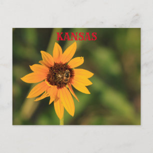 Kansas Sonnenblume mit Bienenpost-Karte Postkarte
