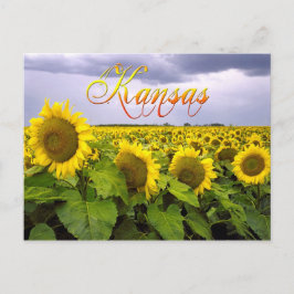 Kansas Staat Blume - Die Sonnenblume Postkarte