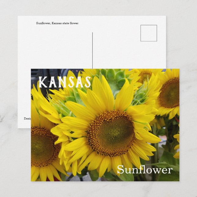 Kansas Staat Blume Sonnenblumen Postkarte (Vorne/Hinten)