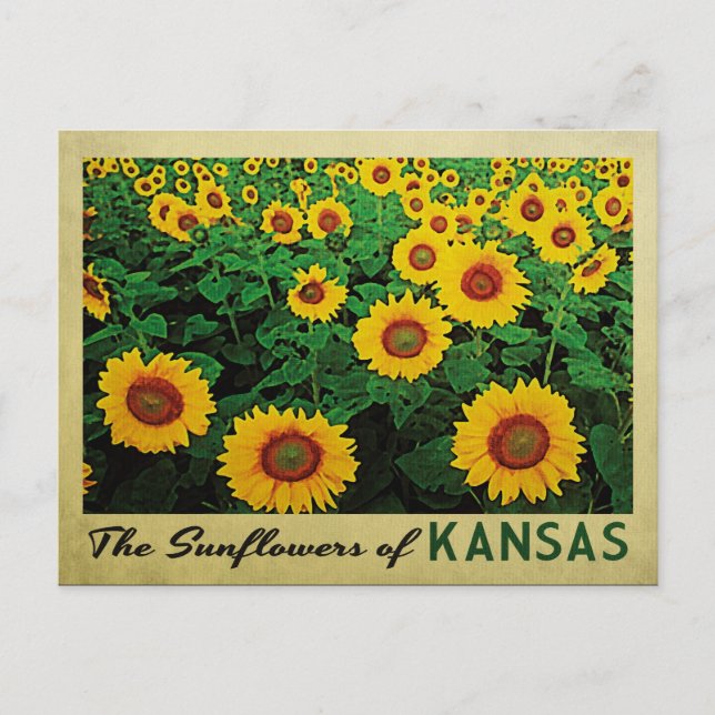 Kansas Sunblumen Postkarte (Vorderseite)