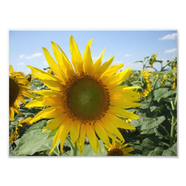 Kansas Sunflower Fotodruck (Vorne)