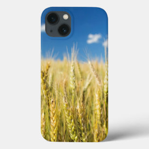 Kansas-Weizen iPhone 13 Hülle