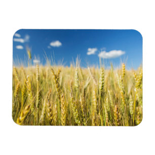 Kansas-Weizen Magnet