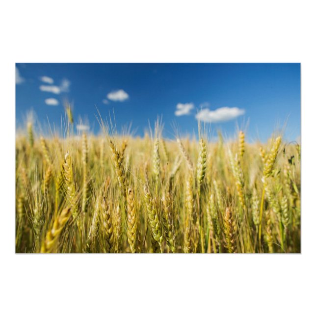 Kansas Wheat Poster (Vorderseite)