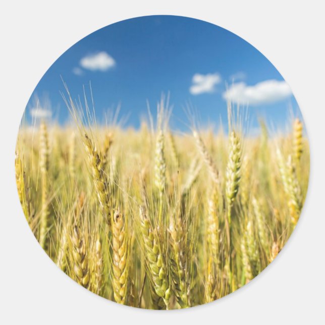 Kansas Wheat Runder Aufkleber (Vorderseite)