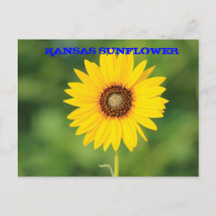 Kansas Wild Sunflower Closeup Post Card Postkarte