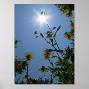 Kansas Wildblumen Poster