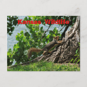 Kansas Wildlife at Sterling Lake Post Card Postkarte