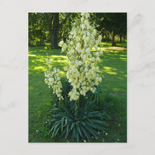 Kansas Yucca Postkarte (Vorderseite)