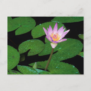 Kap Blauer Wasserlilie (Nymphaea Capensis) Postkarte