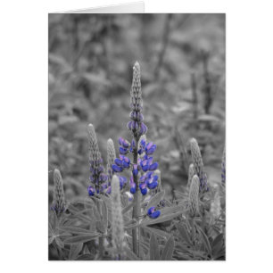 Kap Breton Lupins