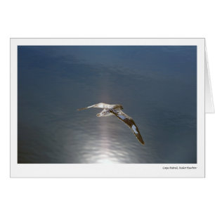 Kap-Sturmvogel, Neko Hafen