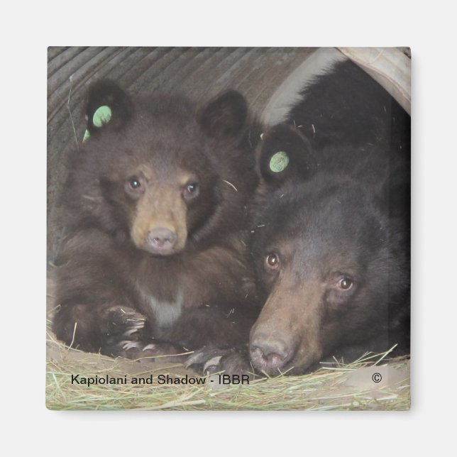 Kapiolani et Shadow - Aimant carré (Devant)