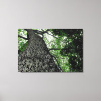 Kapok Tree @ Funchal Botanic Park, Portugal Toile