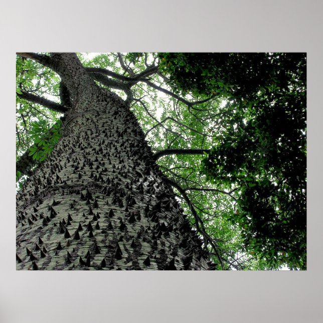 KapoK Tree Print Poster (Vorne)
