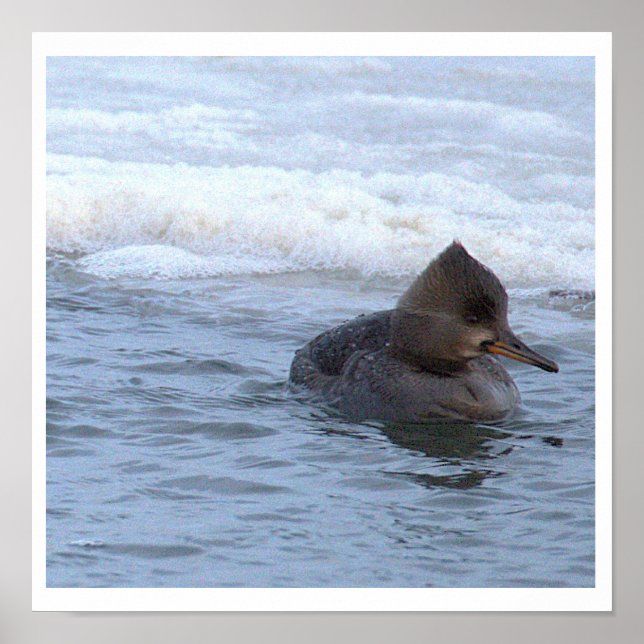 Kappen-Merganser-Entenposter Poster (Vorne)