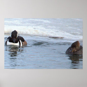 Kappenenten-Enten Poster