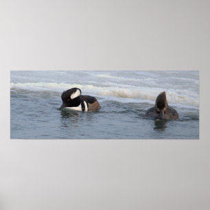 Kappenenten-Enten Poster