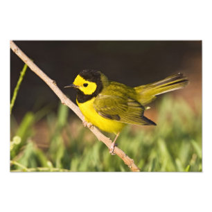 Kappenwaldsänger (Wilsonia citrina) Fotodruck