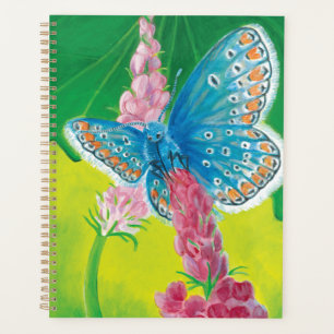 Kappmans-Blauer Schmetterling (Polyommatus-Heilkrä Planer
