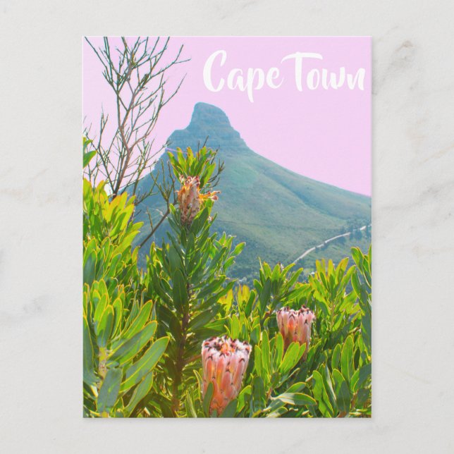 Kapstadt Südafrika Protea Löwe Kopf Postkarte (Vorderseite)