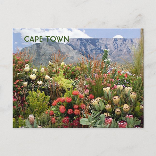 Kapstadt: Südafrikanische Blumenausstellung, Wildb Postkarte (Vorderseite)